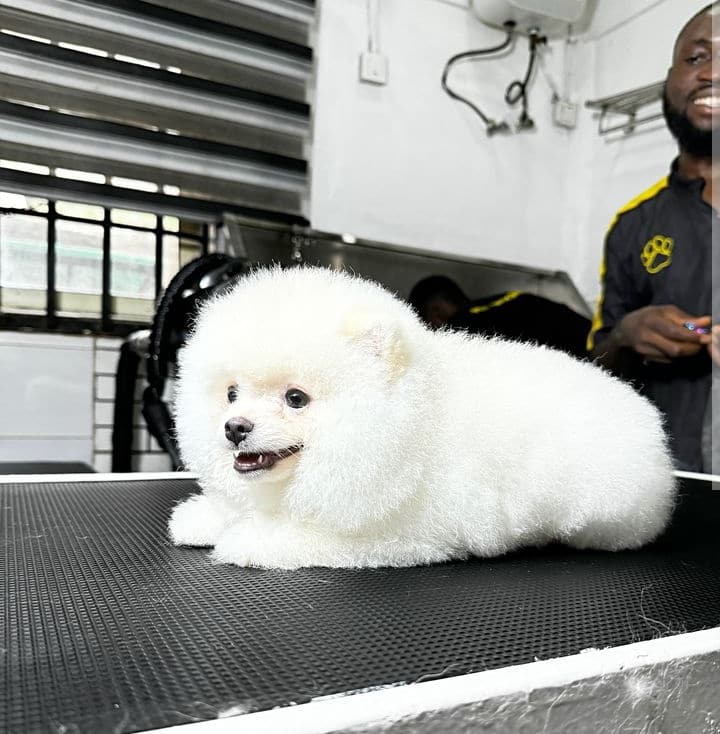 Tonto Dikeh takes delivery of her dog